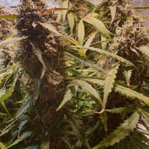 Delta 9 growlog timeline photo