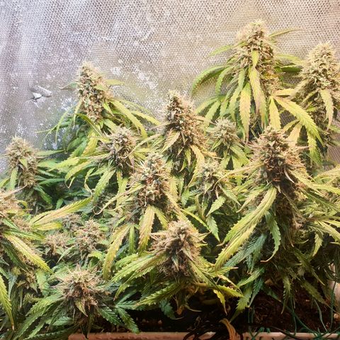 Delta 9 growlog timeline photo