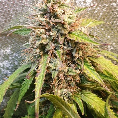 Delta 9 growlog timeline photo