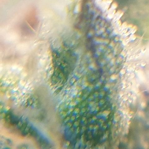 Delta 9 growlog photo: Mikroskop 