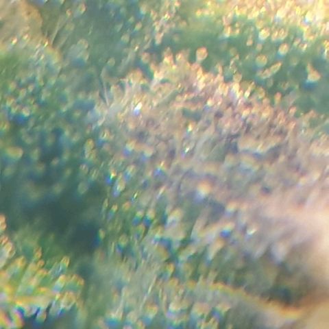 Delta 9 growlog photo: Mikroskop 