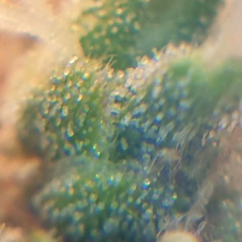 Delta 9 growlog photo: Mikroskop 