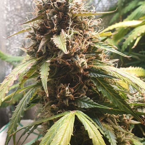 Delta 9 growlog timeline photo