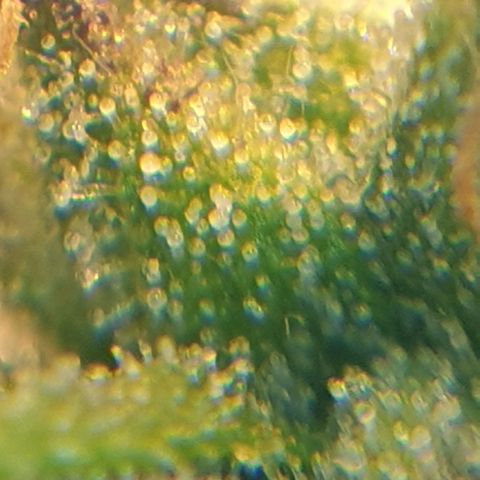 Delta 9 growlog photo: Mikroskop 