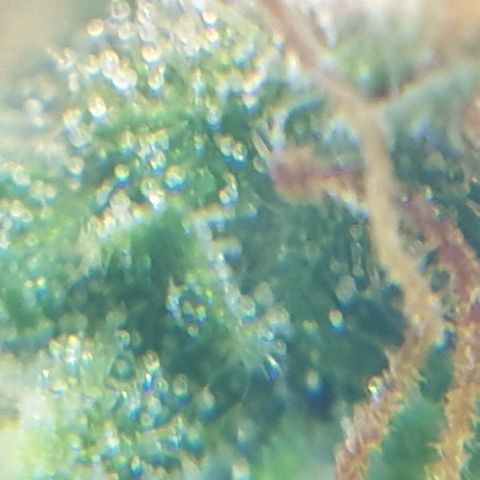 Delta 9 growlog photo: Mikroskop 