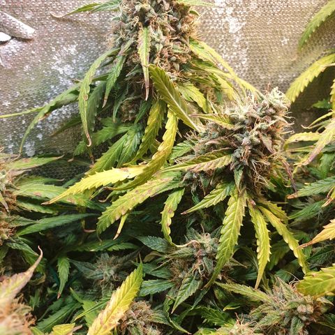 Delta 9 growlog timeline photo