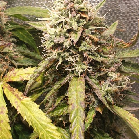 Delta 9 growlog timeline photo