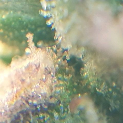 Delta 9 growlog photo: Mikroskop 