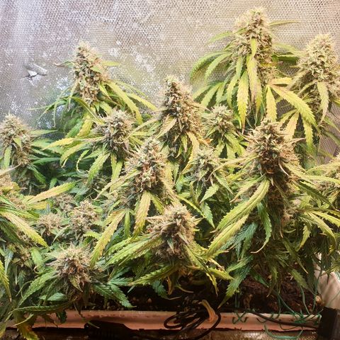 Delta 9 growlog timeline photo