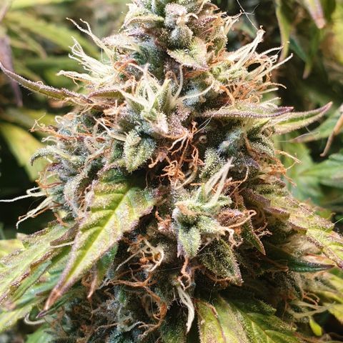 Delta 9 growlog timeline photo