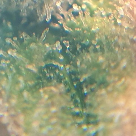 Delta 9 growlog photo: Mikroskop 