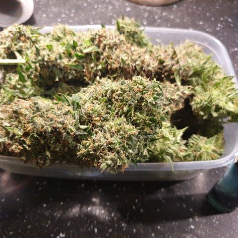 Delta 9 growlog timeline photo