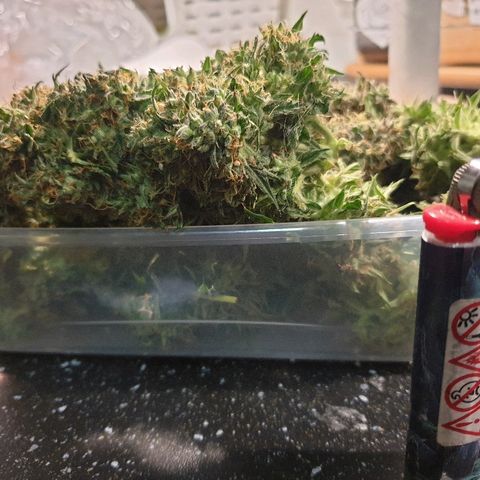 Delta 9 growlog timeline photo