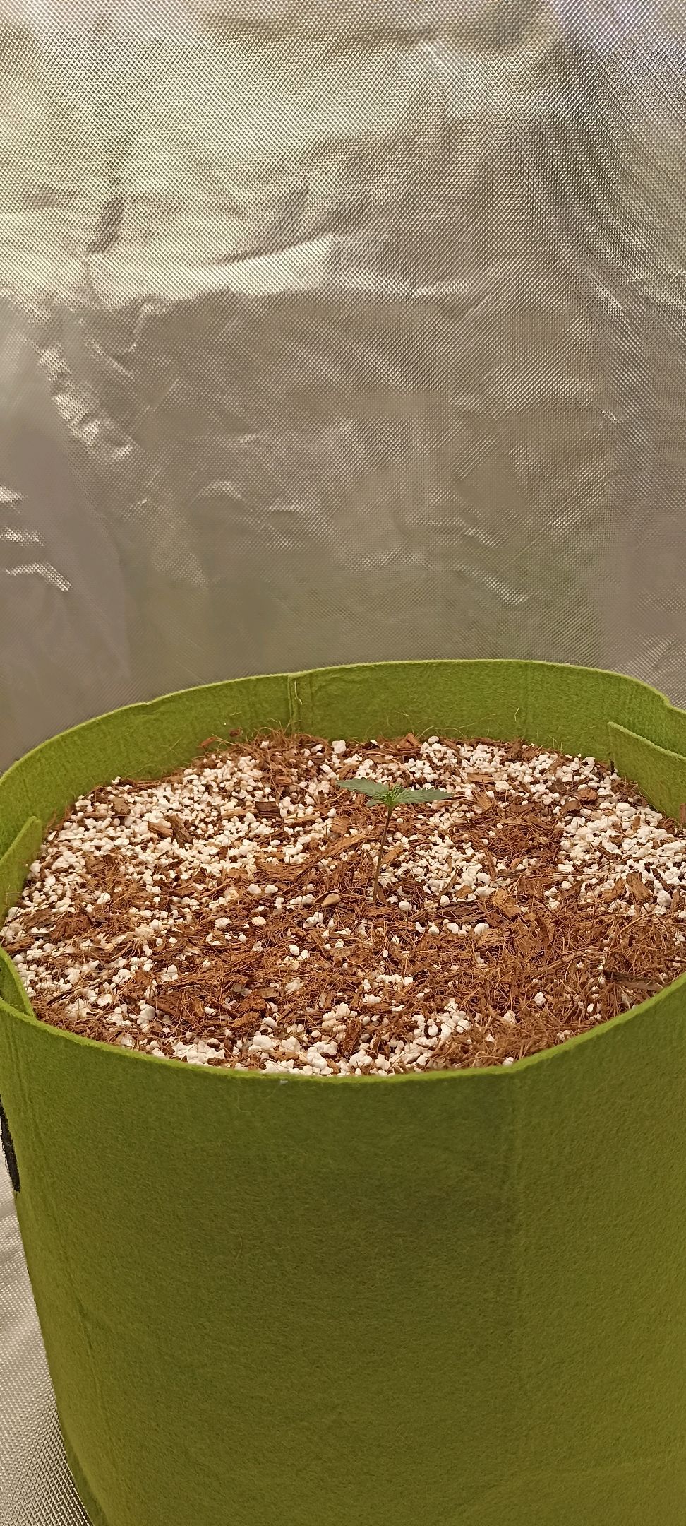 Gorilla Cookies Auto growlog photo 6