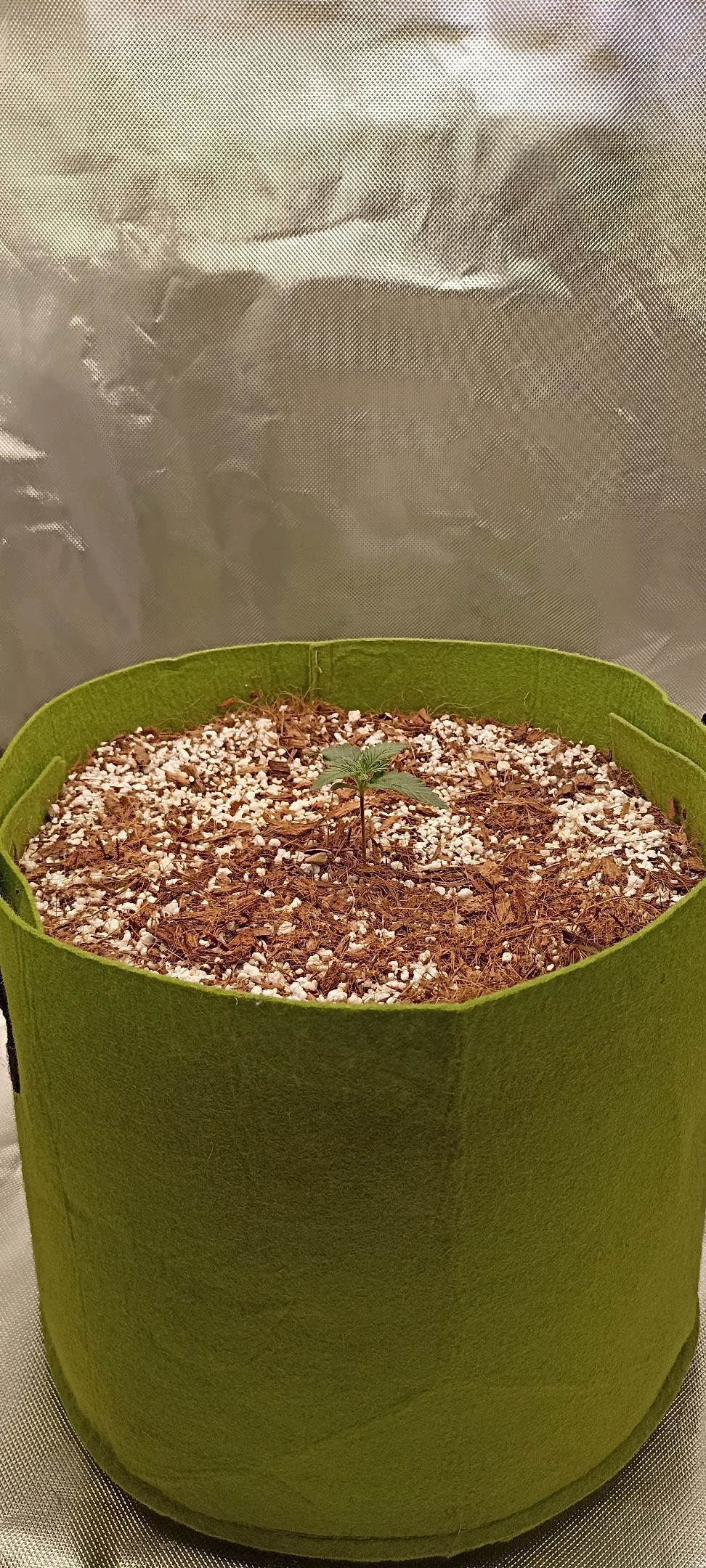 Gorilla Cookies Auto growlog photo 7