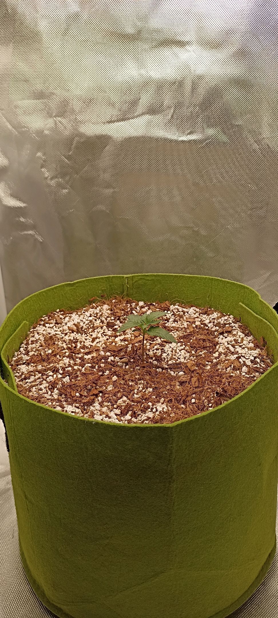 Gorilla Cookies Auto growlog photo 8