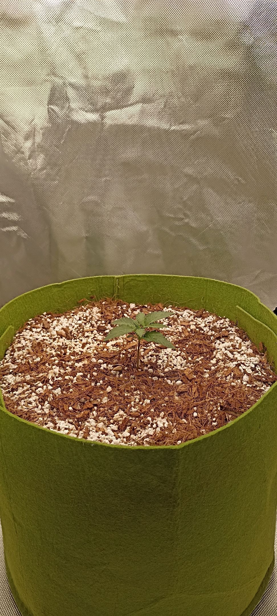 Gorilla Cookies Auto growlog photo 9