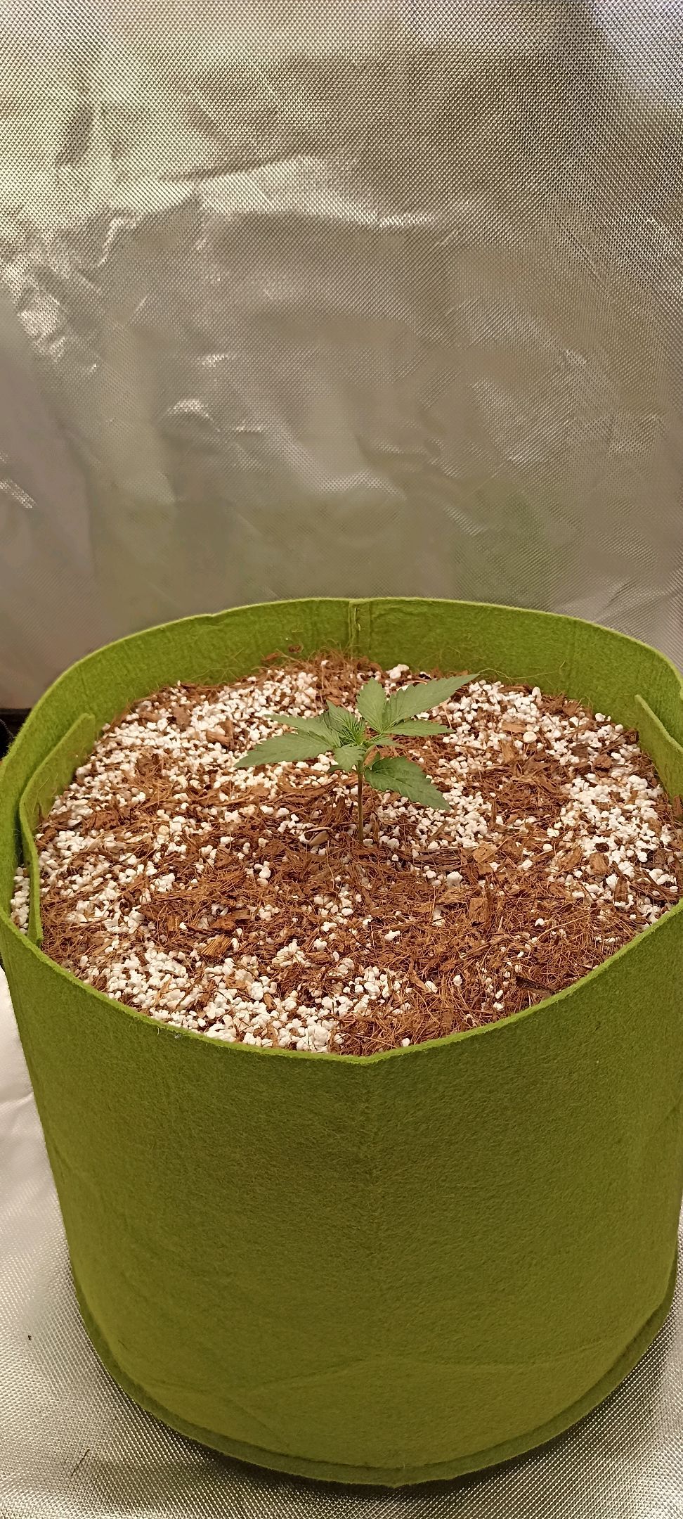 Gorilla Cookies Auto growlog photo 10