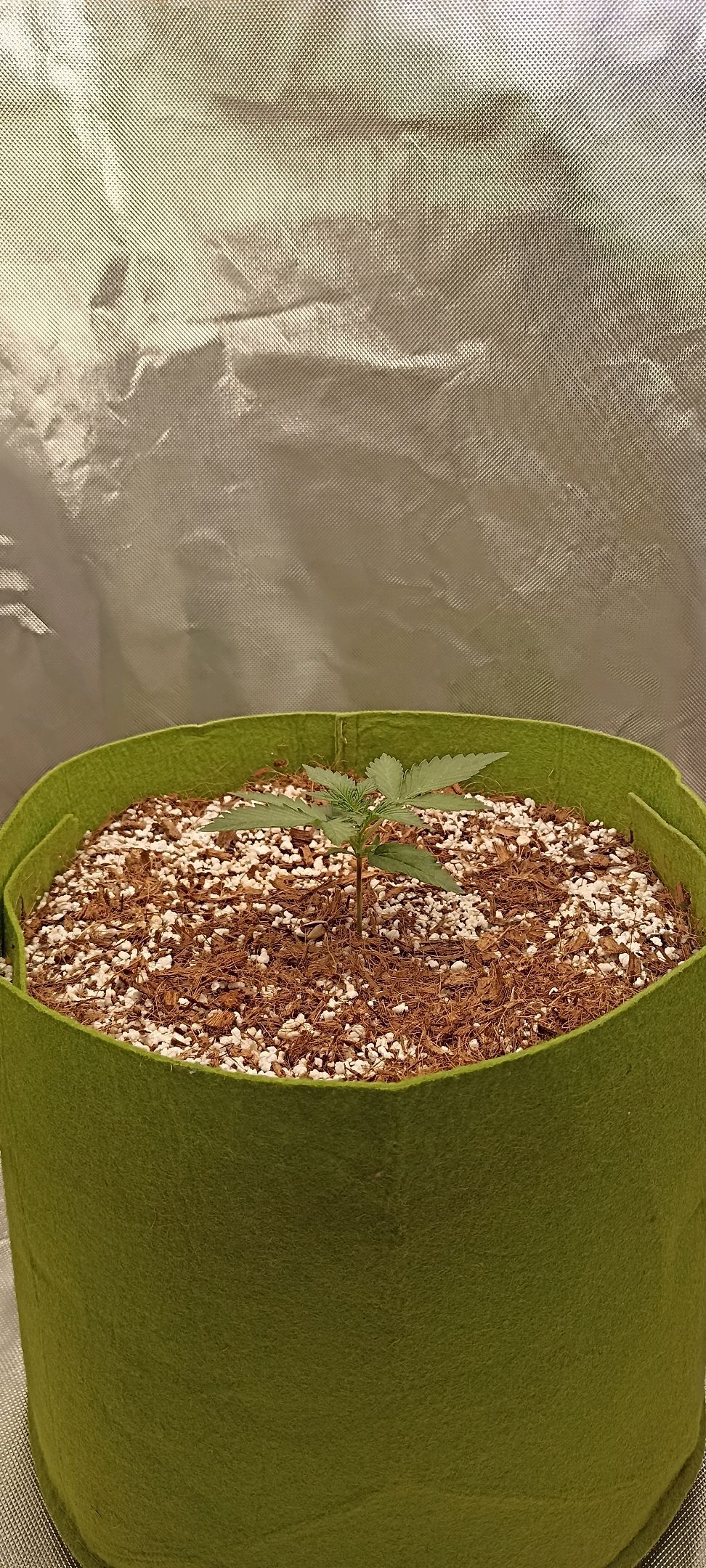 Gorilla Cookies Auto growlog photo 11