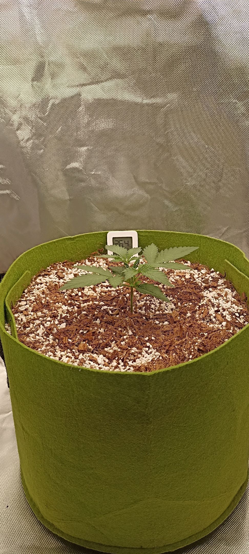Gorilla Cookies Auto growlog photo 12