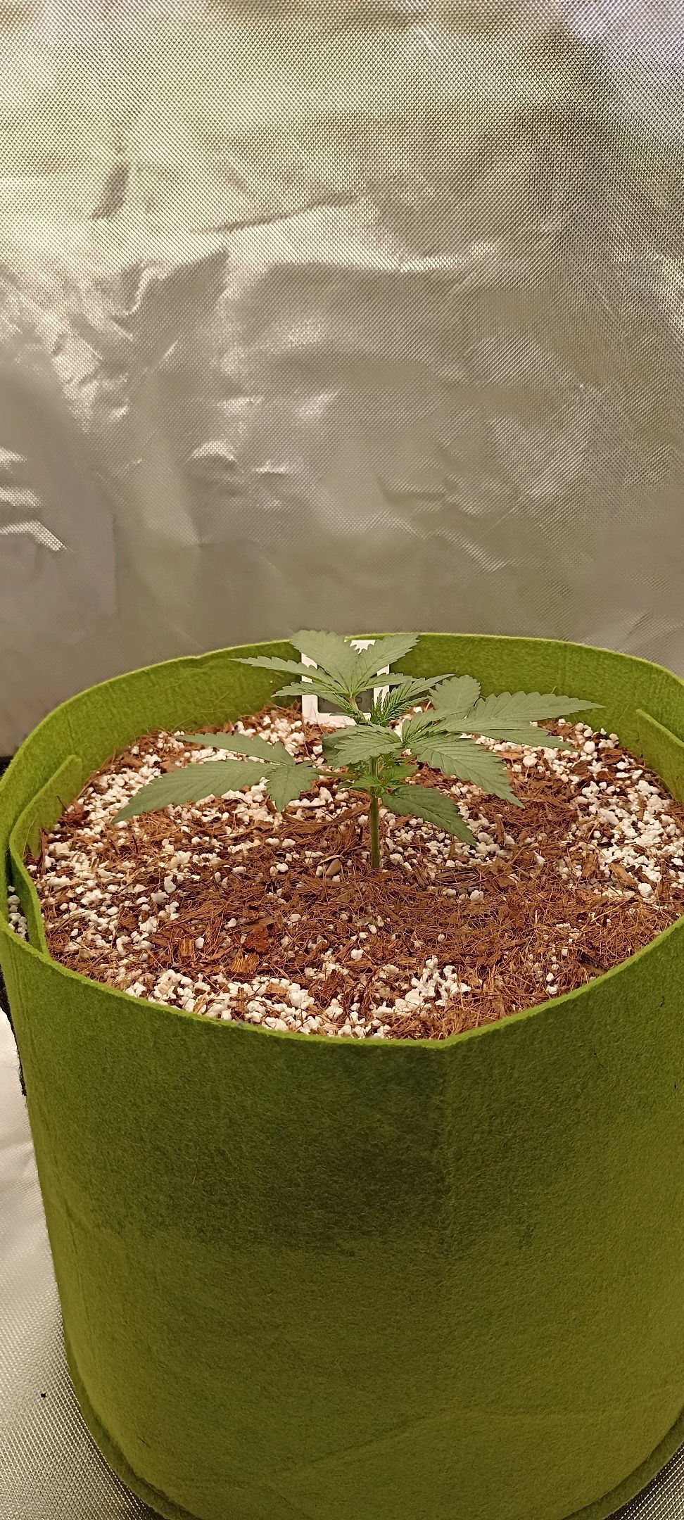 Gorilla Cookies Auto growlog photo 13