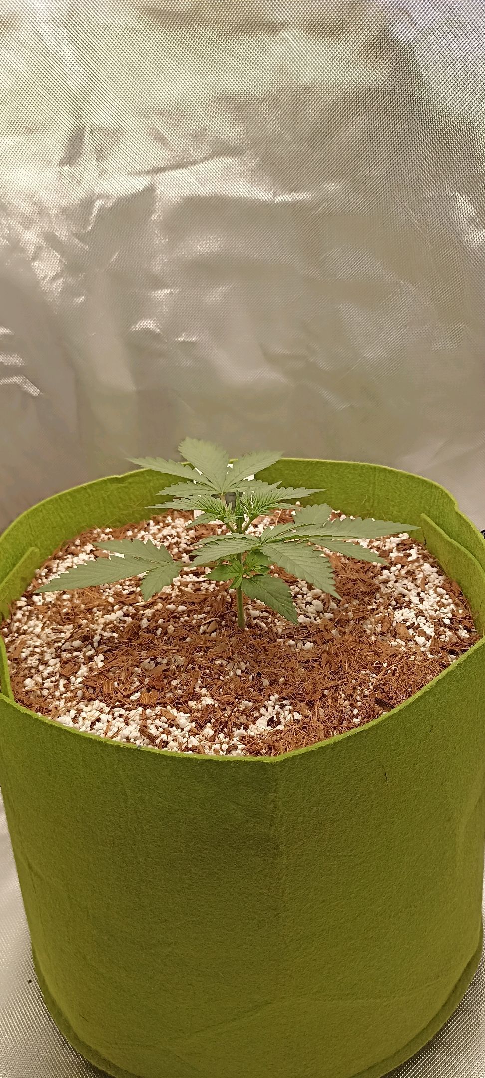 Gorilla Cookies Auto growlog photo 14