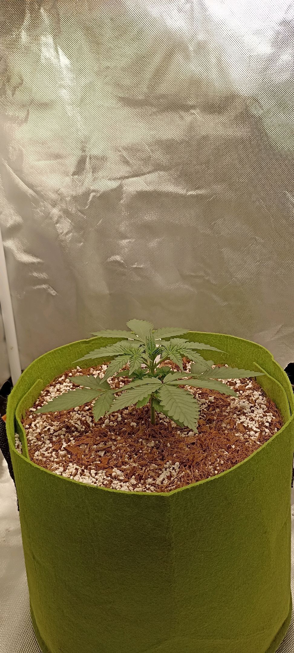 Gorilla Cookies Auto growlog photo 15