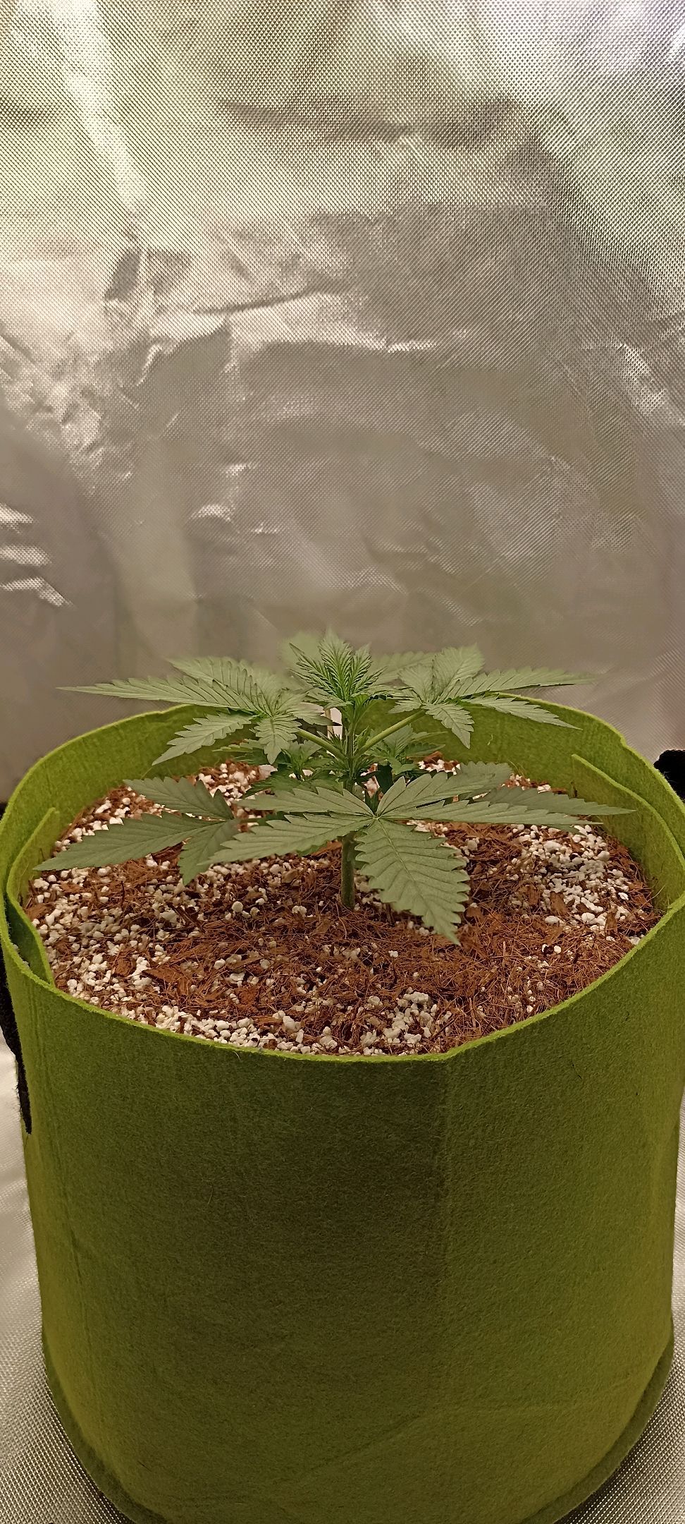 Gorilla Cookies Auto growlog photo 16