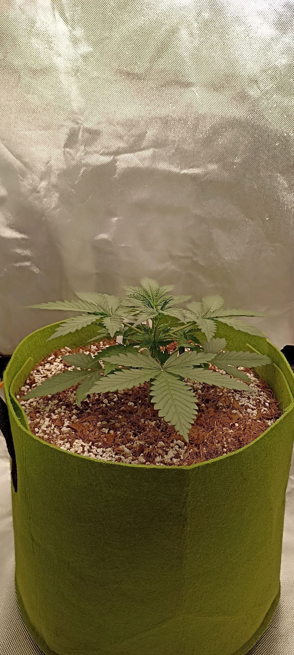 Gorilla Cookies Auto growlog photo 17
