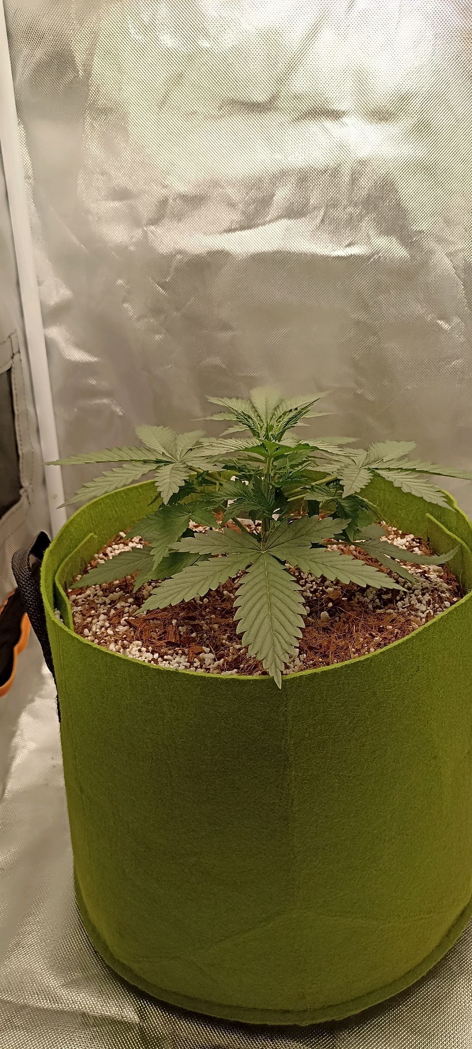 Gorilla Cookies Auto growlog photo 18