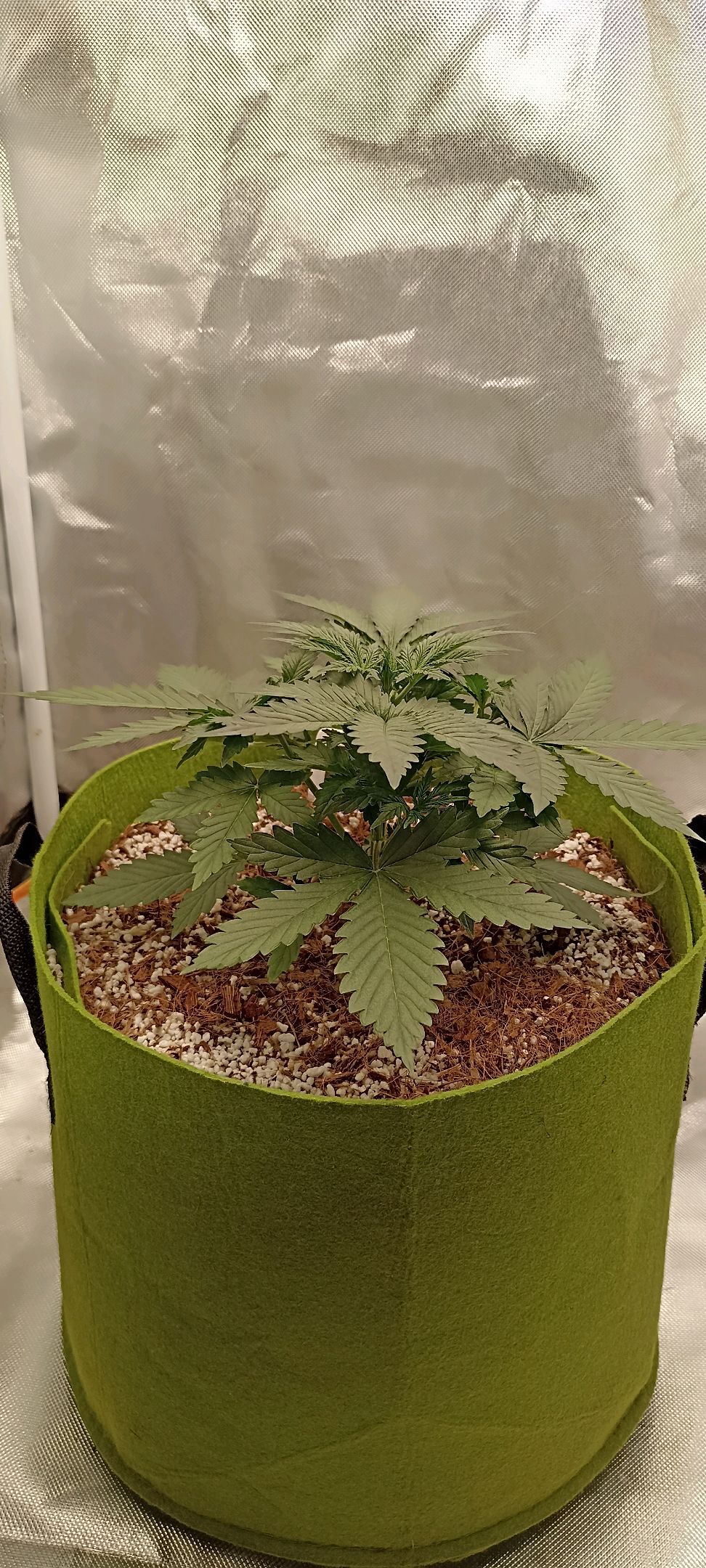Gorilla Cookies Auto growlog photo 19
