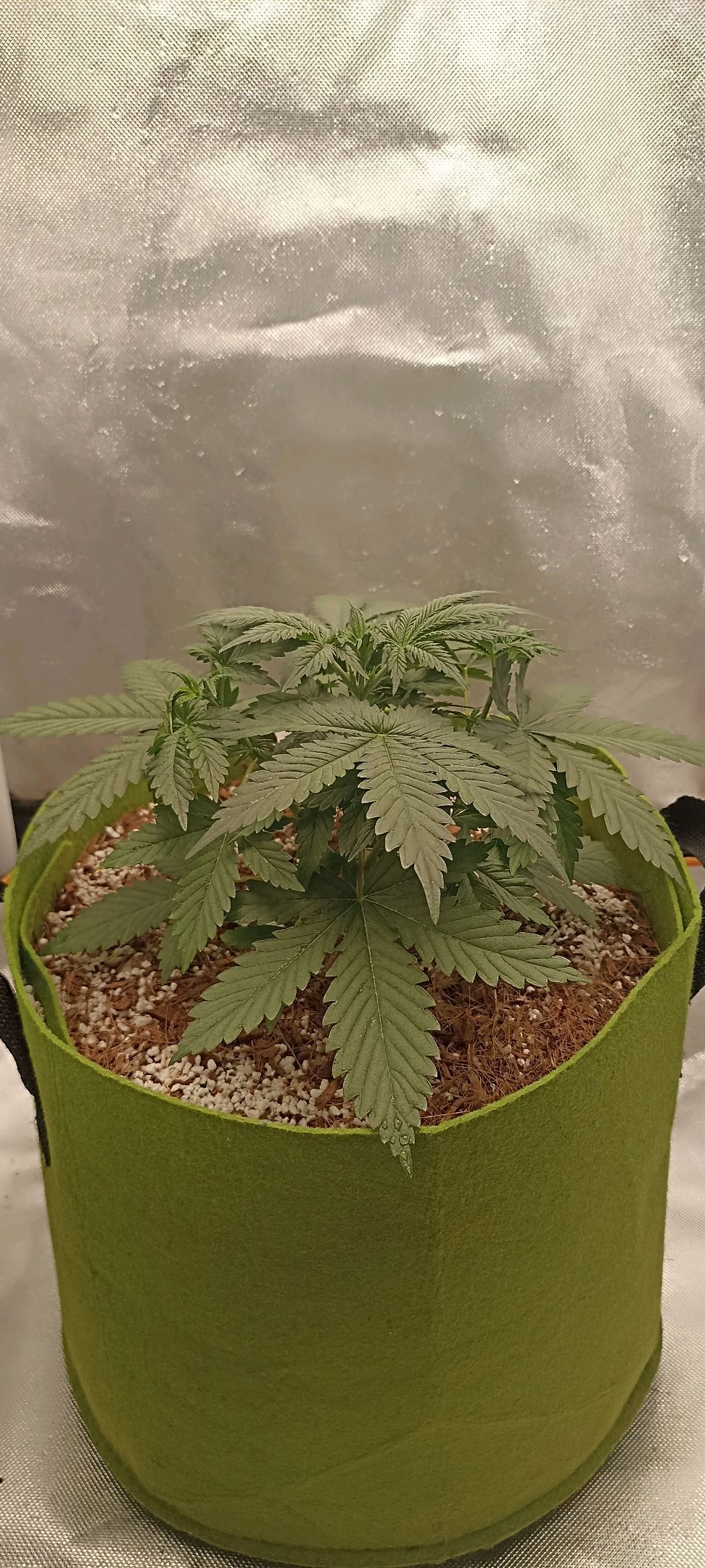 Gorilla Cookies Auto growlog photo 20