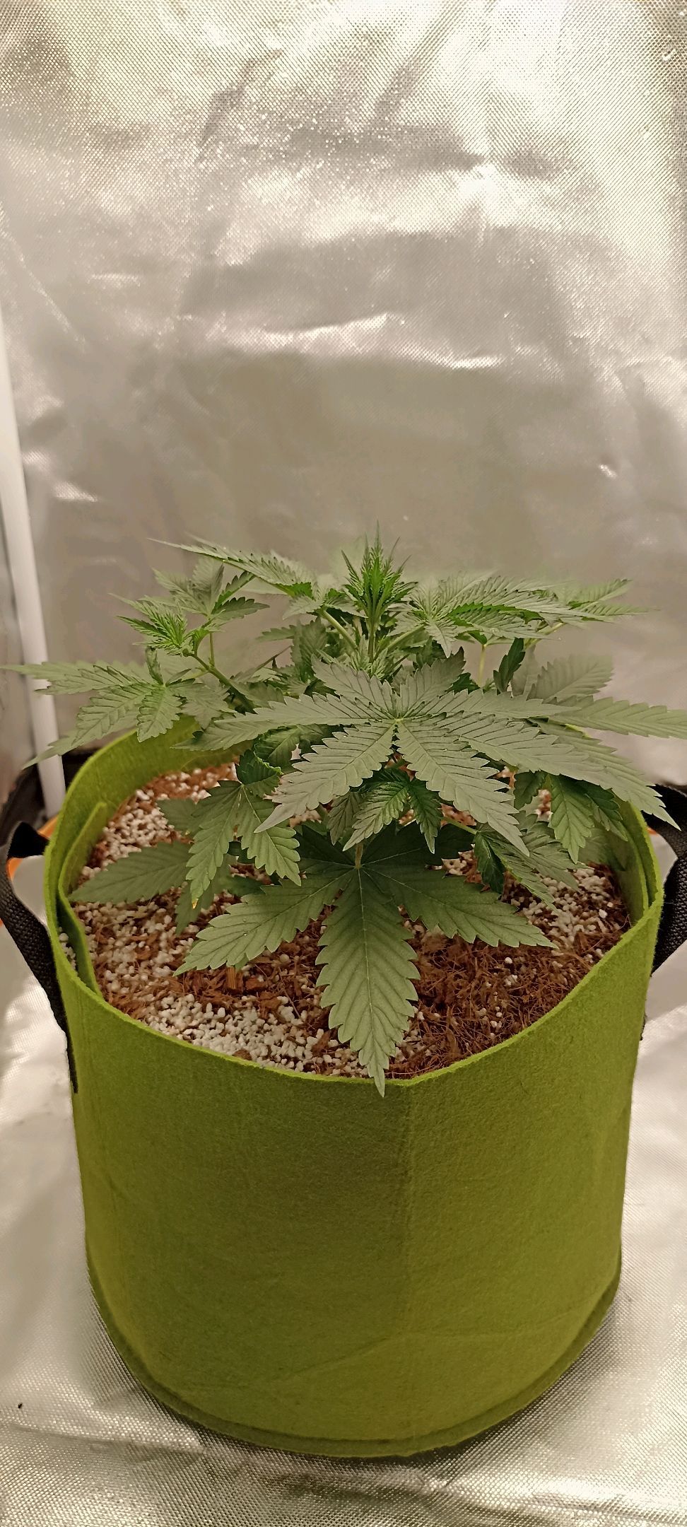 Gorilla Cookies Auto growlog photo 21