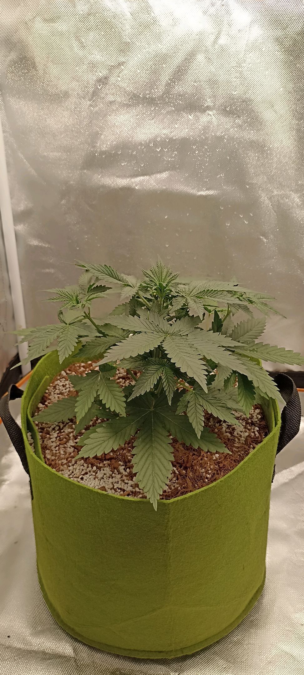Gorilla Cookies Auto growlog photo 22