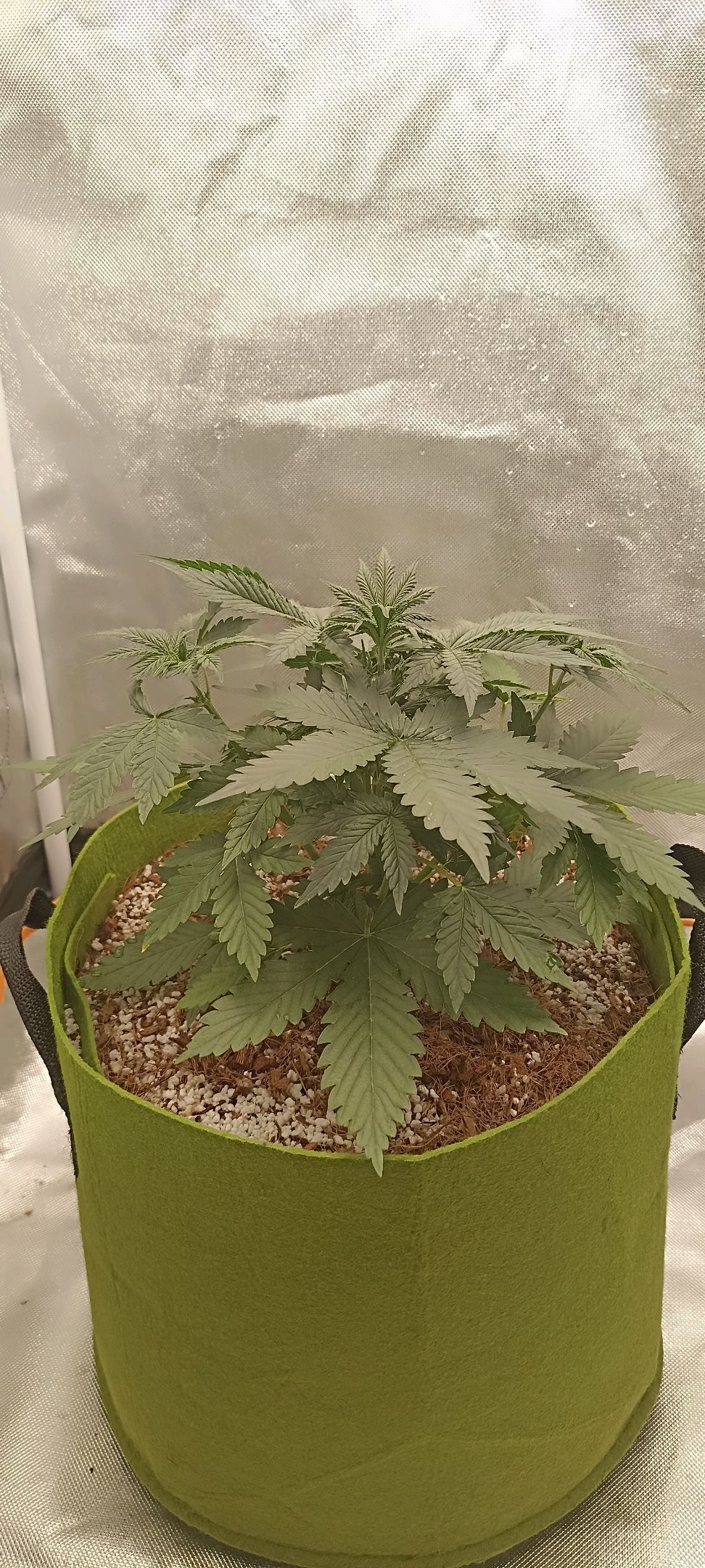 Gorilla Cookies Auto growlog photo 23