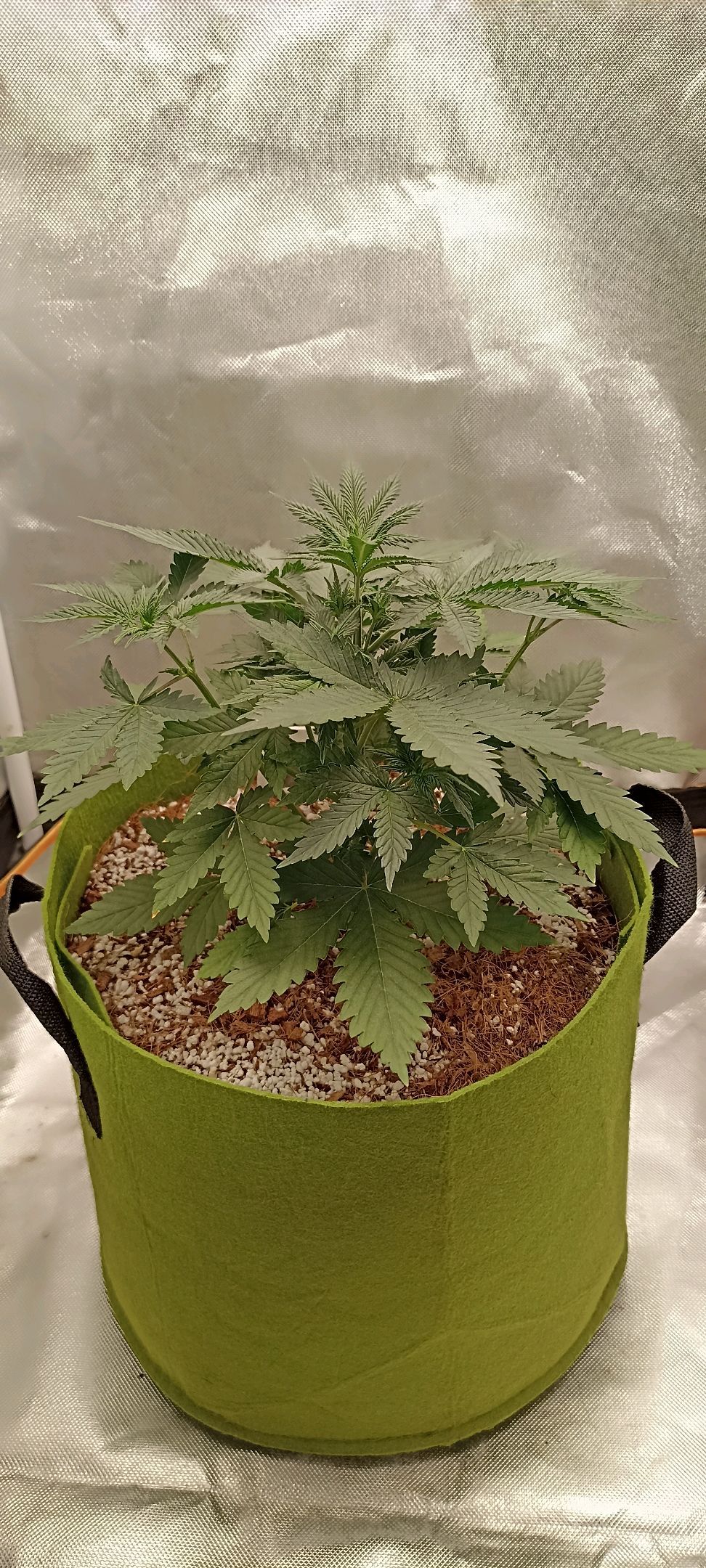 Gorilla Cookies Auto growlog photo 24