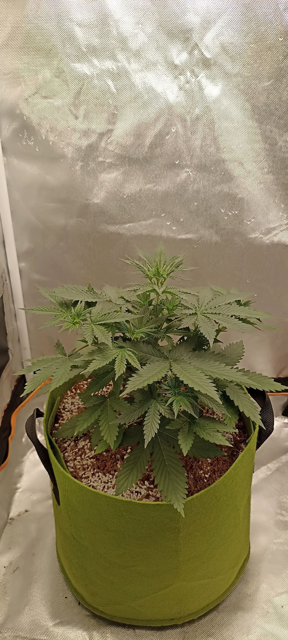 Gorilla Cookies Auto growlog photo 25