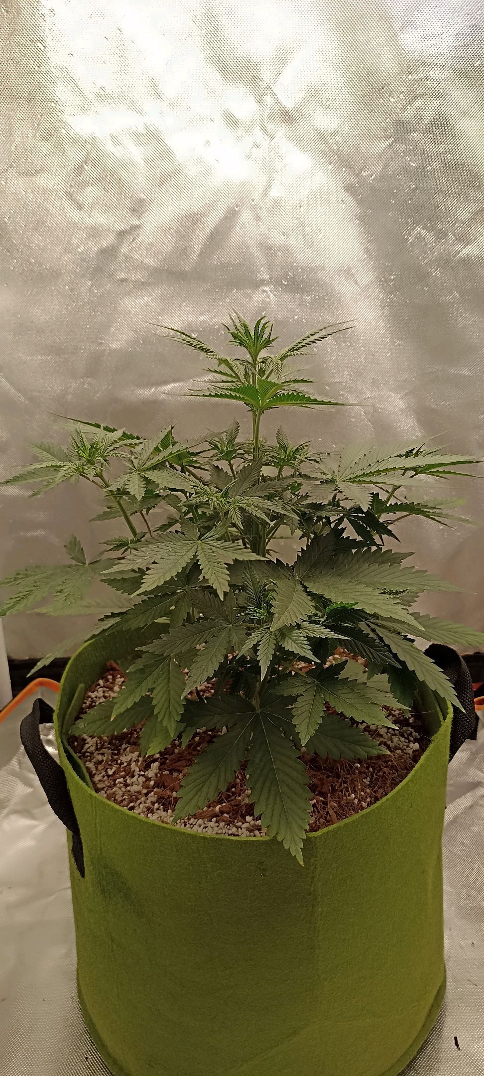 Gorilla Cookies Auto growlog photo 27