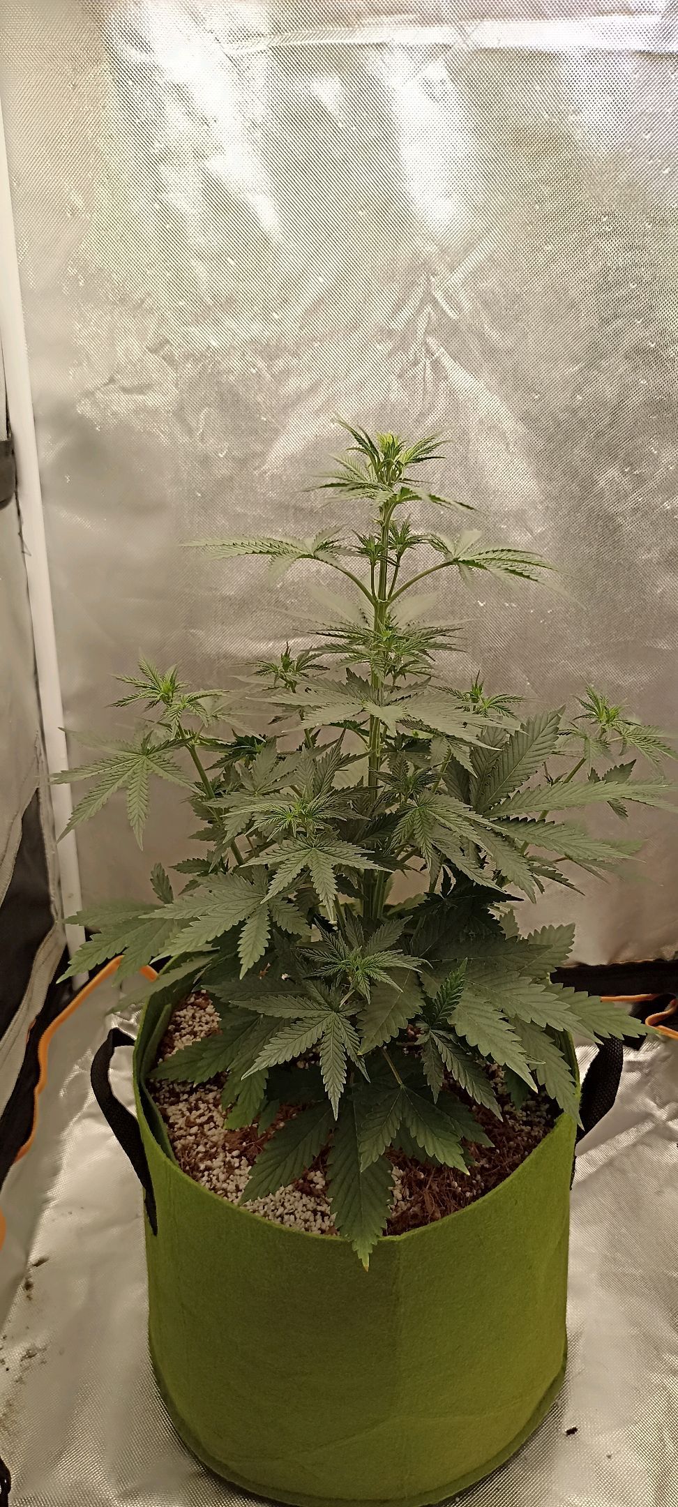 Gorilla Cookies Auto growlog photo 28