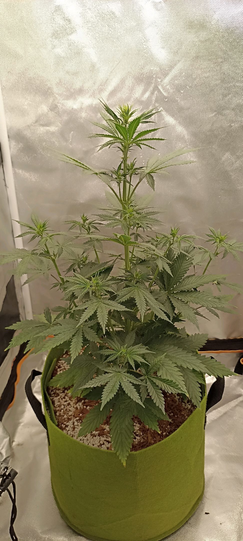 Gorilla Cookies Auto growlog photo 29