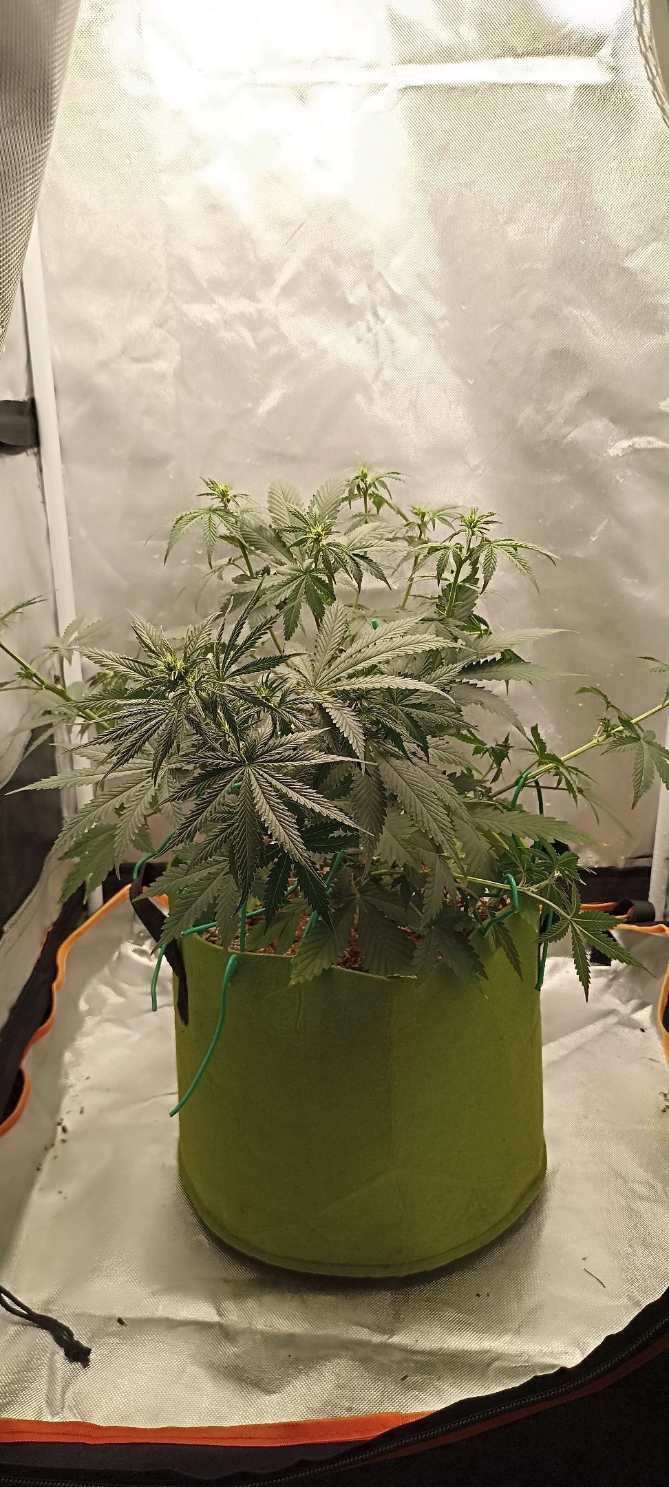 Gorilla Cookies Auto growlog photo 30