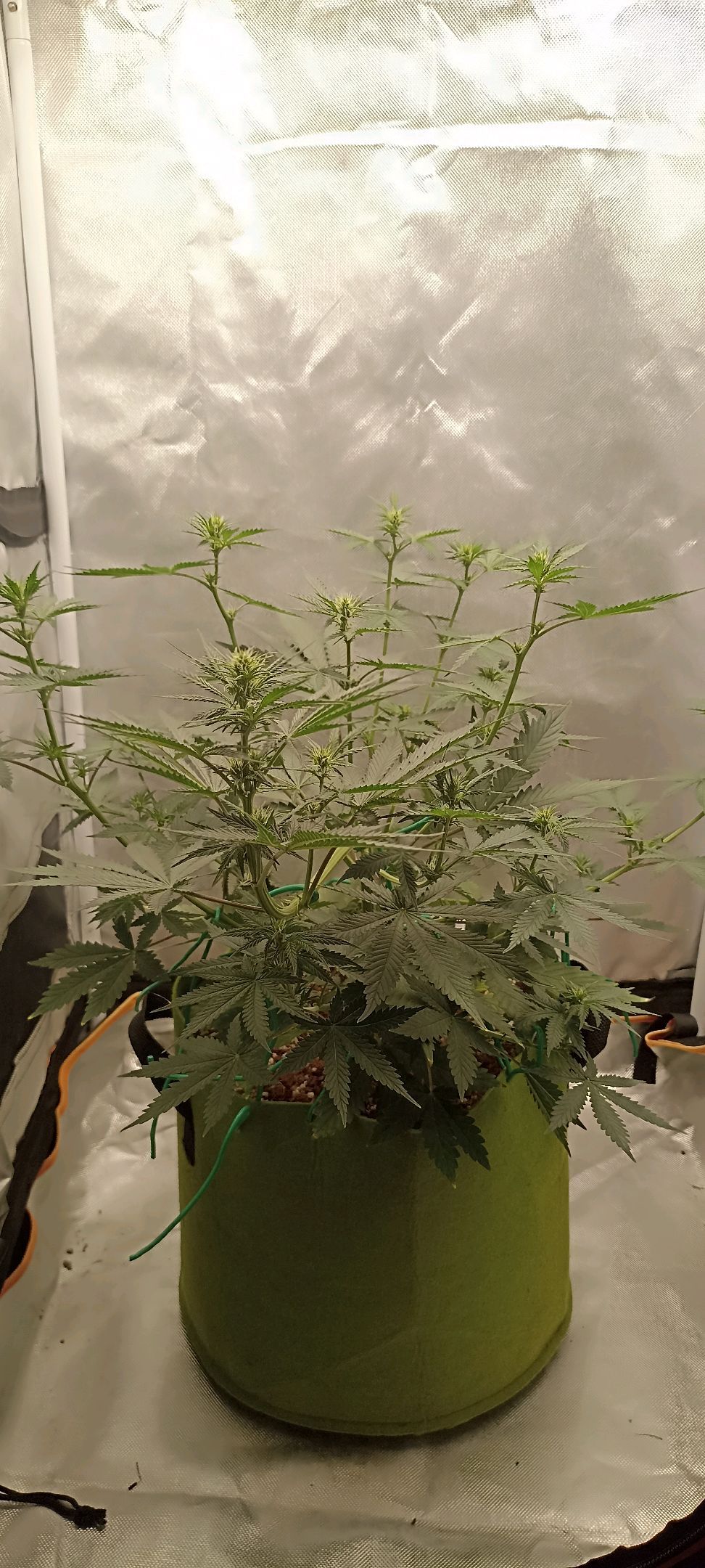 Gorilla Cookies Auto growlog photo 31