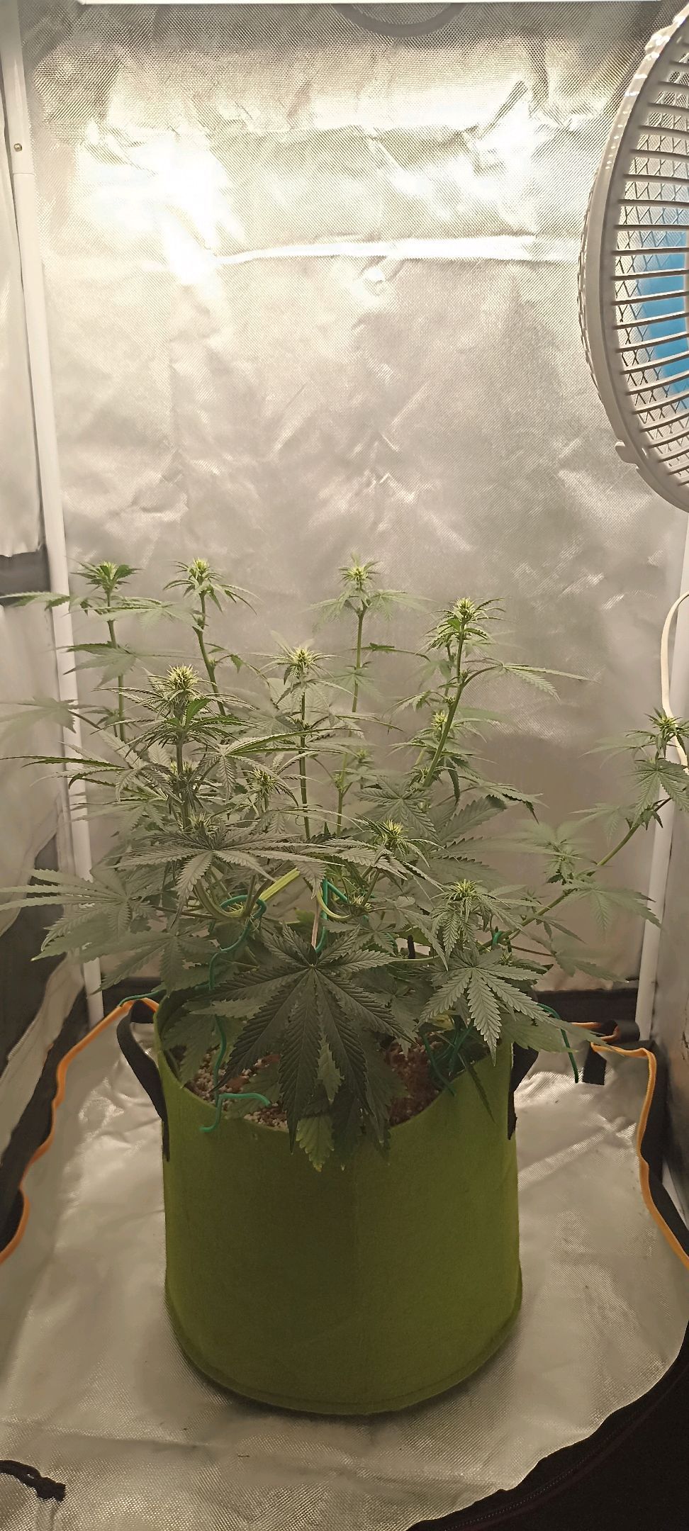 Gorilla Cookies Auto growlog photo 32