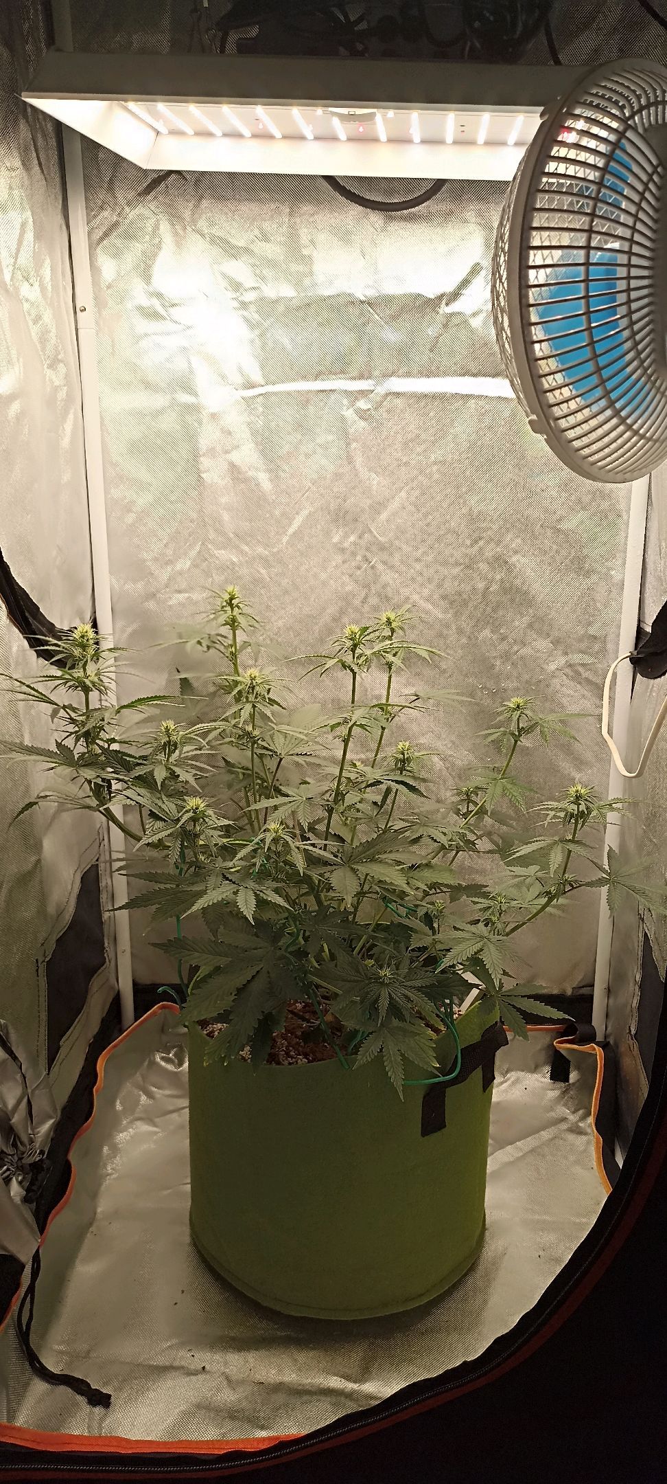 Gorilla Cookies Auto growlog photo 33