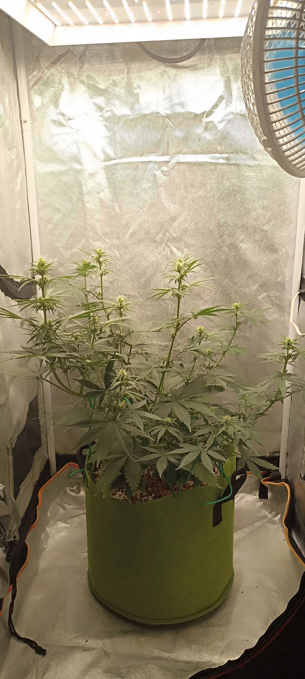 Gorilla Cookies Auto growlog photo 34