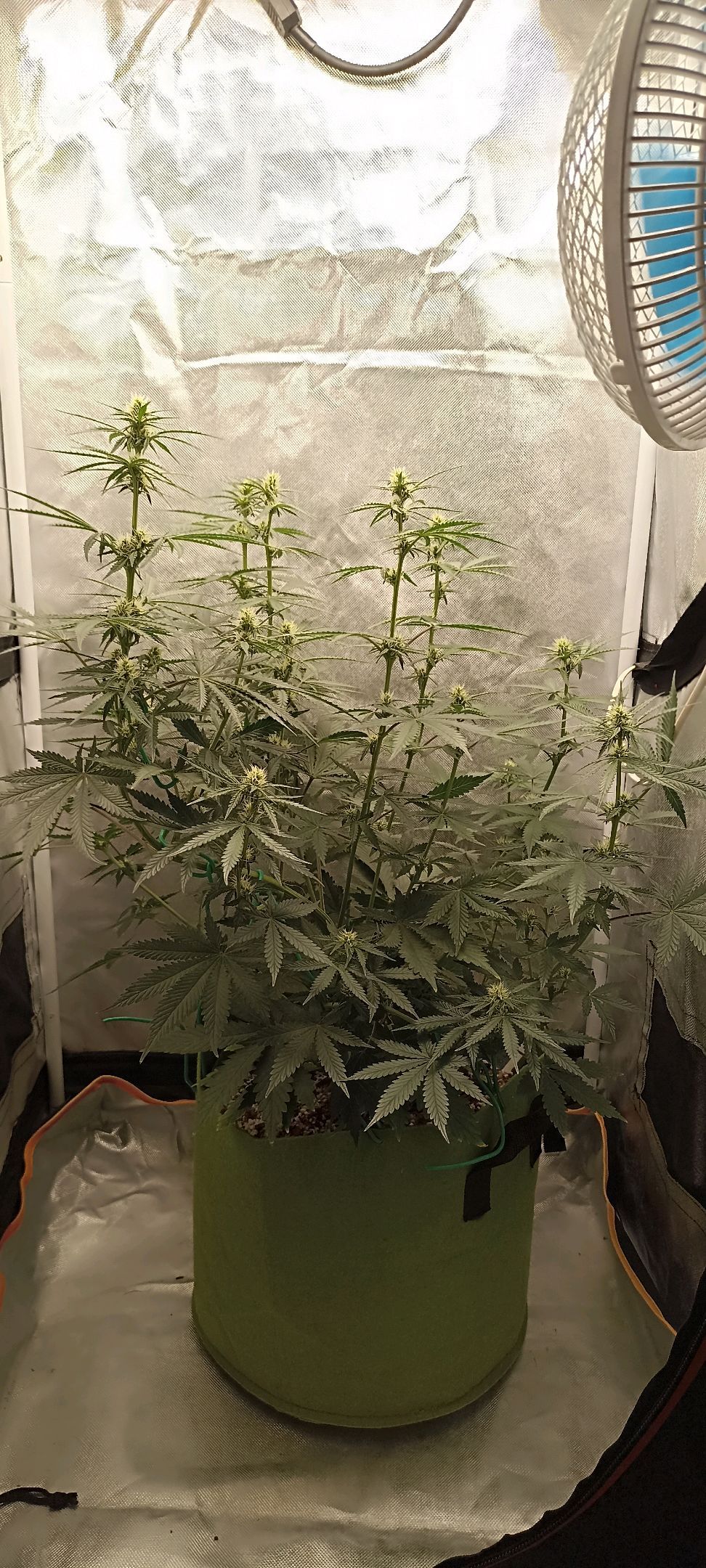 Gorilla Cookies Auto growlog photo 35