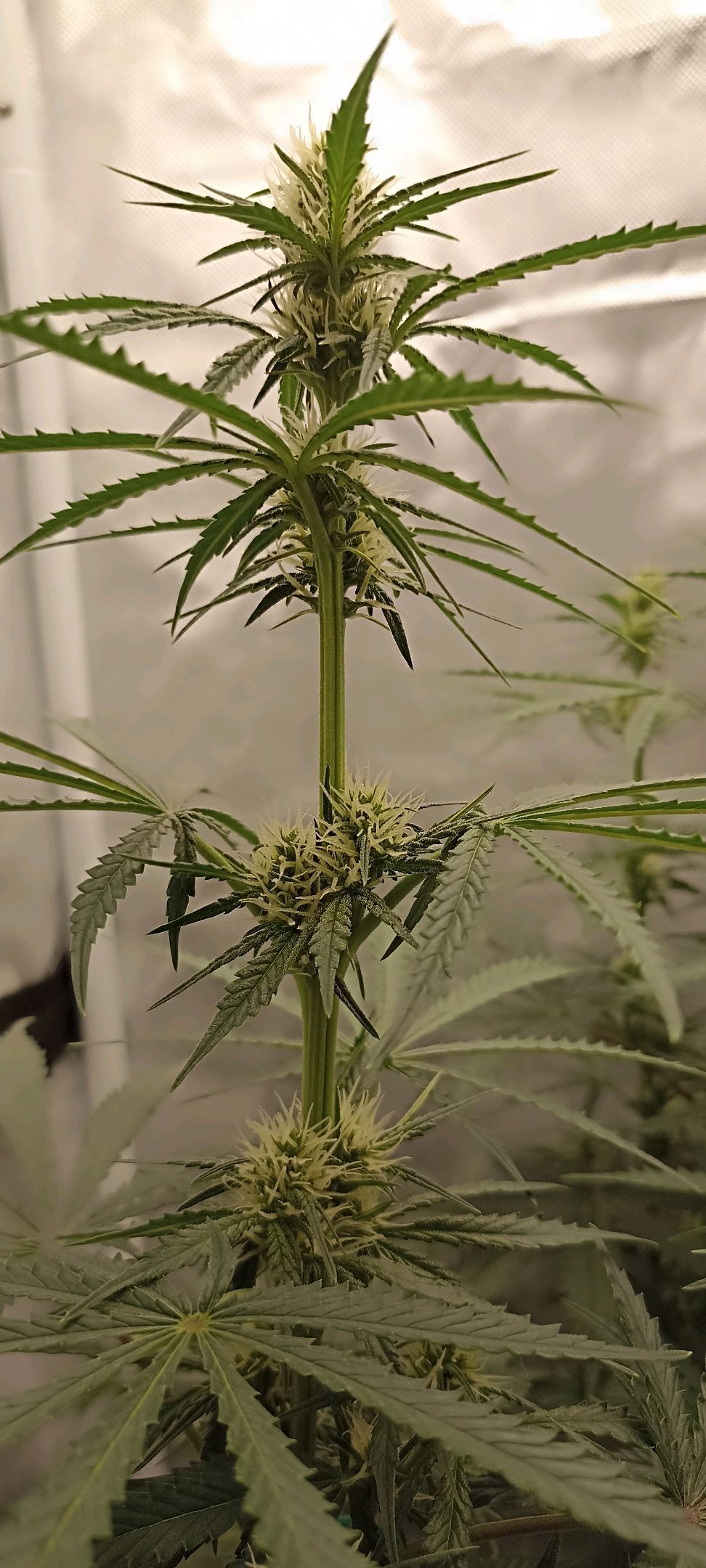 Gorilla Cookies Auto growlog photo 36