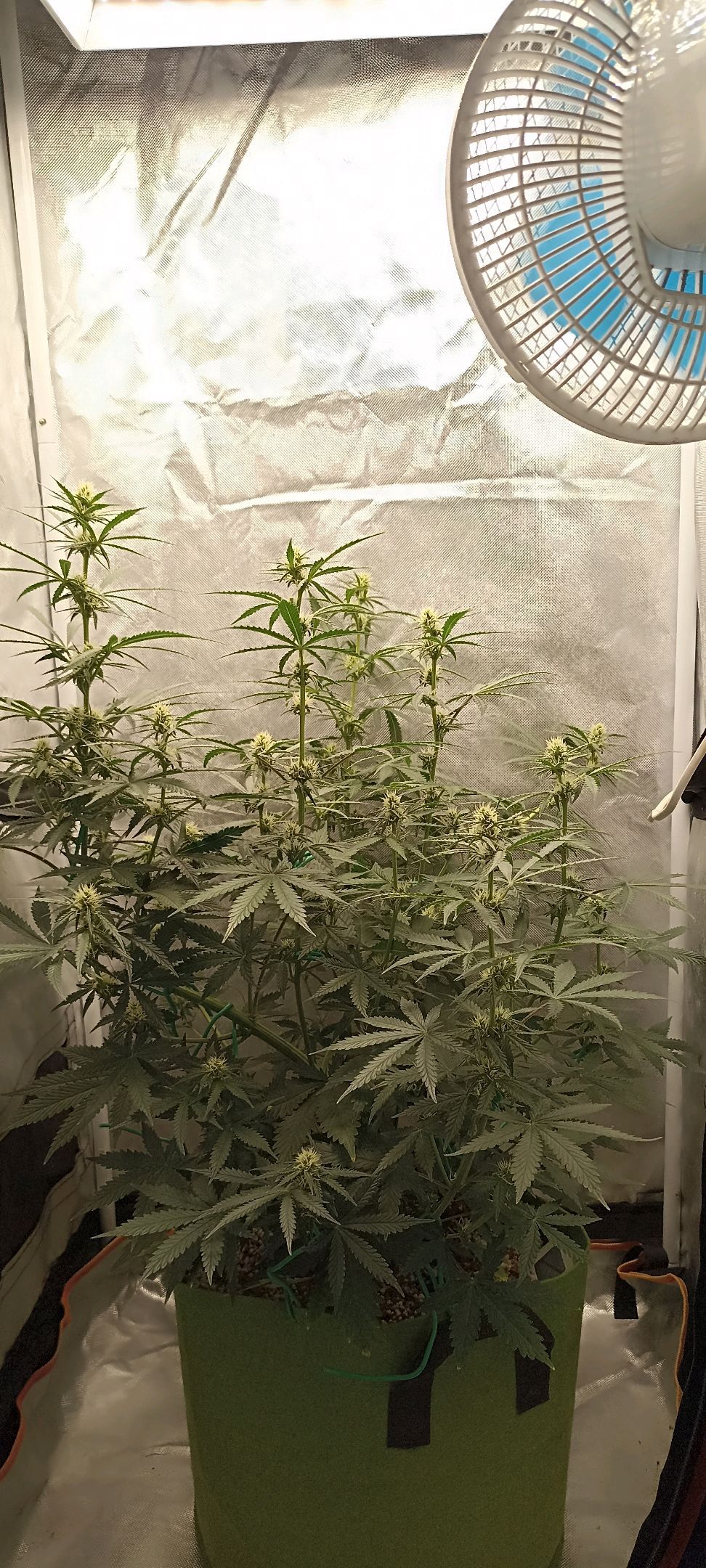 Gorilla Cookies Auto growlog photo 37