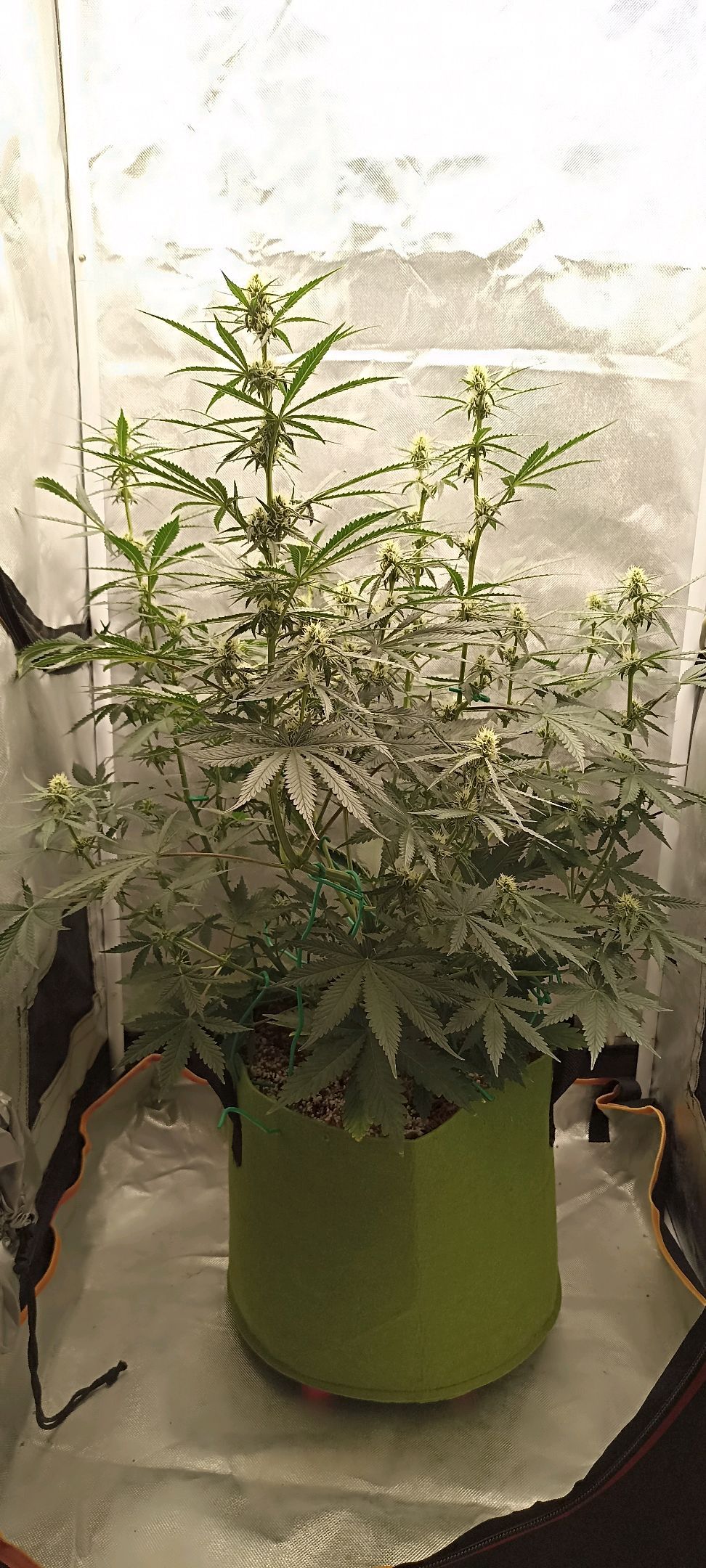 Gorilla Cookies Auto growlog photo 38