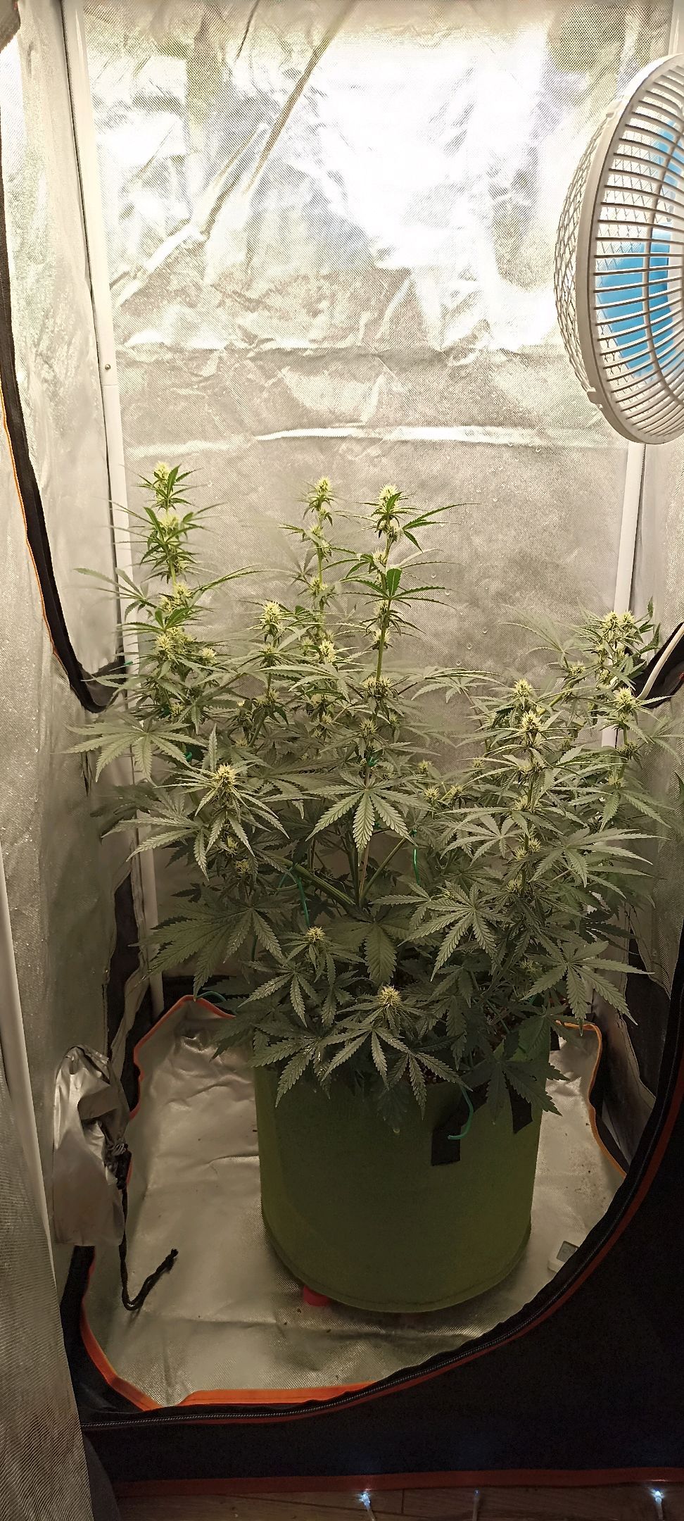 Gorilla Cookies Auto growlog photo 39